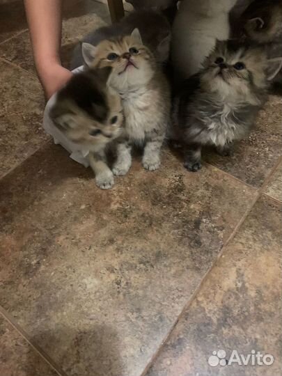 Шотландские прямоухие котята