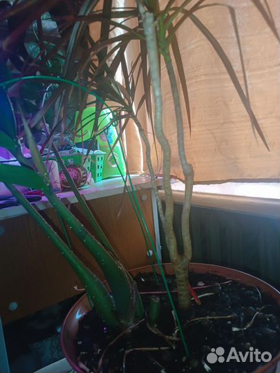 Драцена+замиокулькас