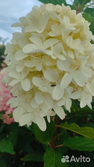 Гортензия на срезку