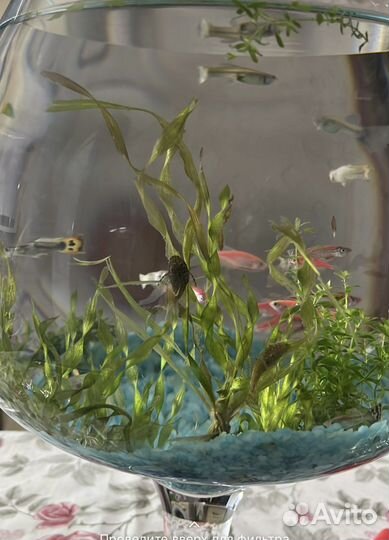 Аквариумные рыбки и растения