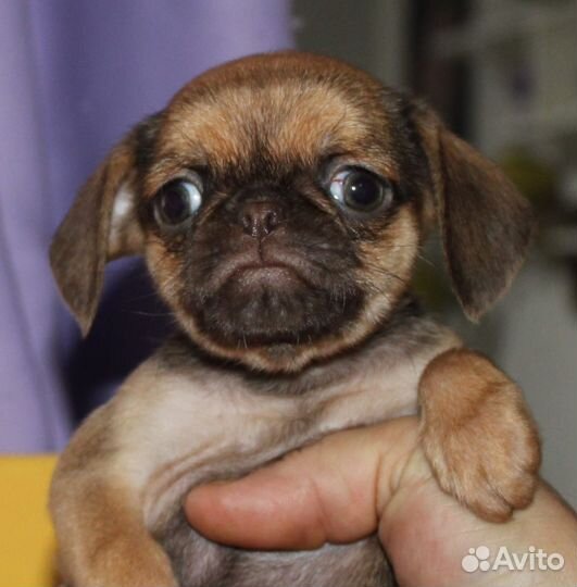 Брабансоны шоко соболь