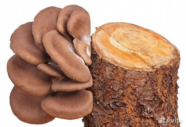 Мицелий вешенки P-80 16 кг