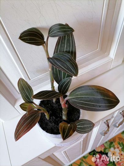 Драгоценная орхидея лудизия. Пион древовидный