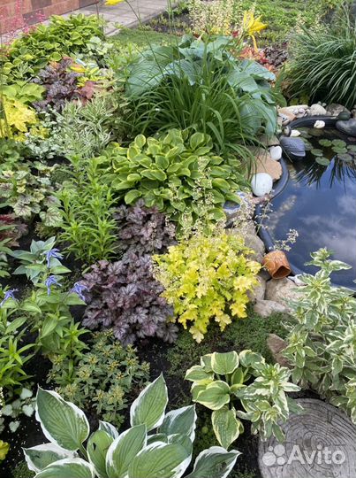 Многолетние цветы для сада