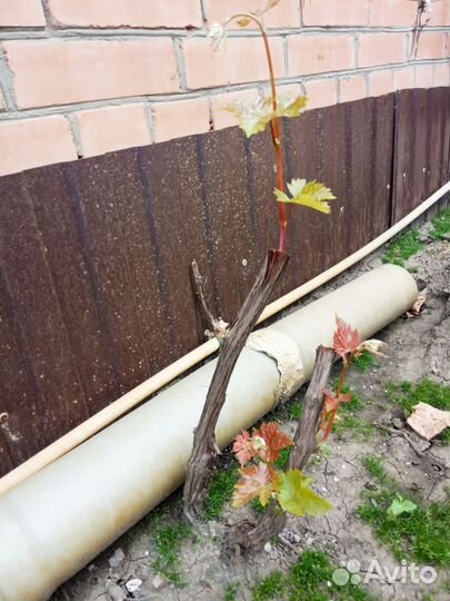 Саженцы винограда 4-х летние, 3 шт