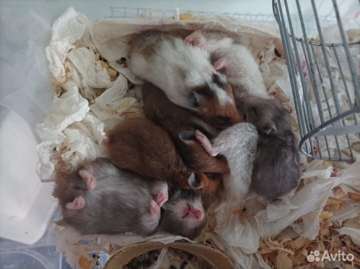 Сирийский хомяк