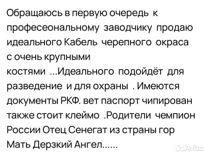 Немецкая овчарка