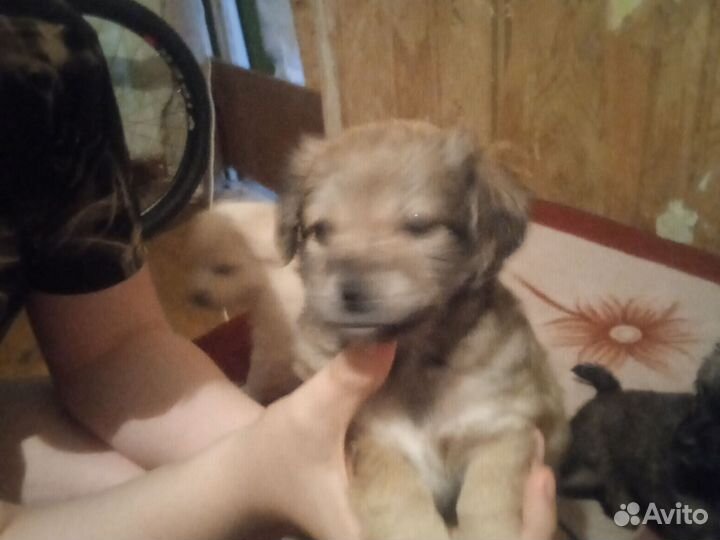 Собака в добрые руки отдам бесплатно