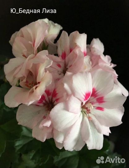 Пеларгонии сортовые