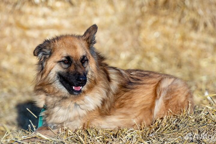 Собака Сахалин