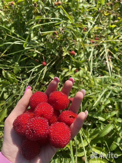 Рассада ежемалина