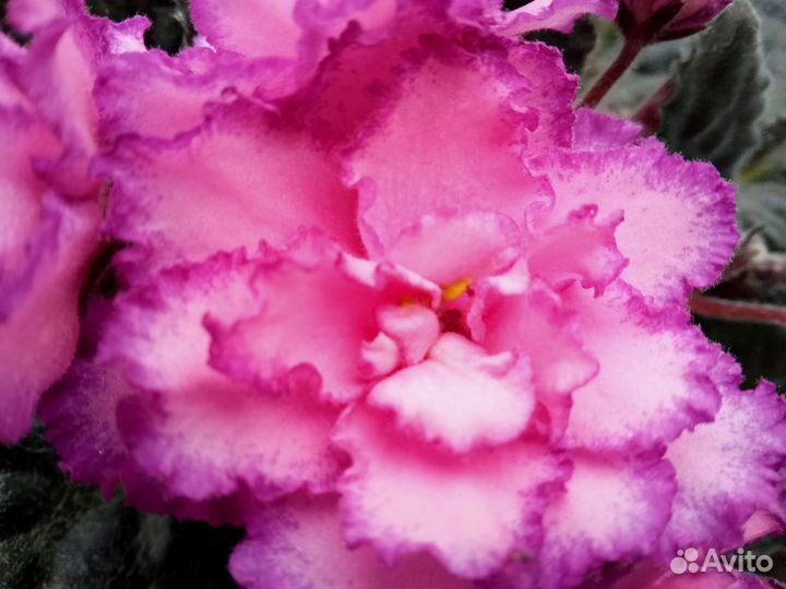 Фиалка, сорт Крис