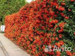 Пираканта саженцы