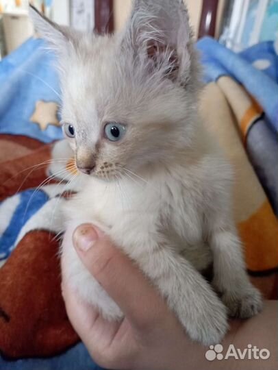 Сиамская кошка