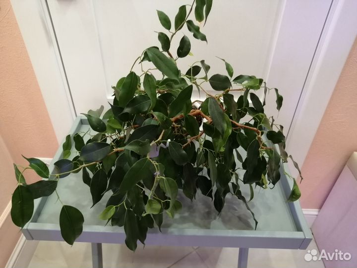 Фикусы Вианди, Циатистипула