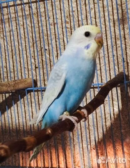 Радужные попугаи