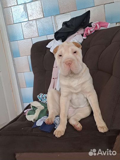 Шарпей вязка