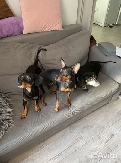 Догситтер/ Передержка собак