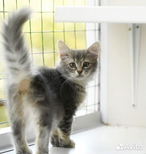 Котенок Бетти в добрые руки