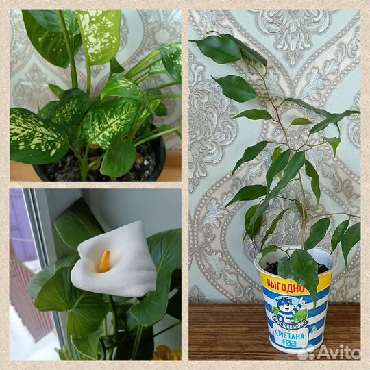 Фикус Бенджамина/калла эфиопская/диффенбахия/хойя