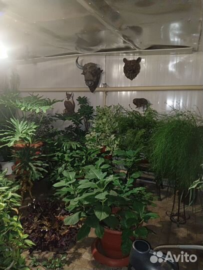 Комнатные цветы