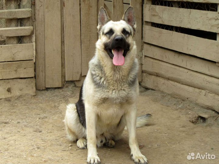 Щенки восточноевропейской овчарки