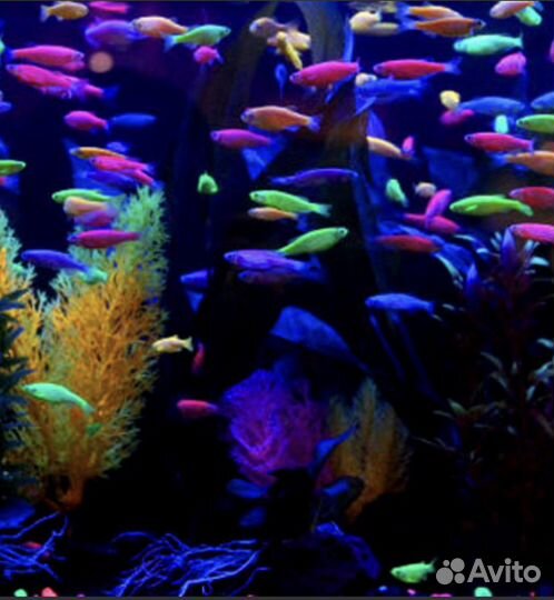 Данио глофиш аквариумные рыбки