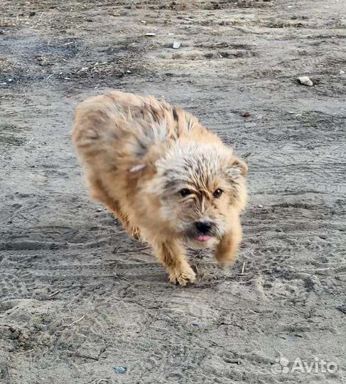 Собака кобель