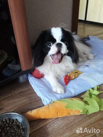 Передержка собак в домашних условиях