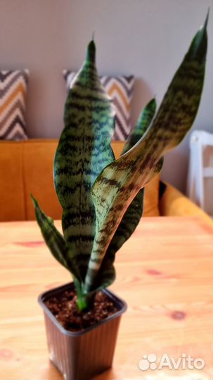 Сансиеверия