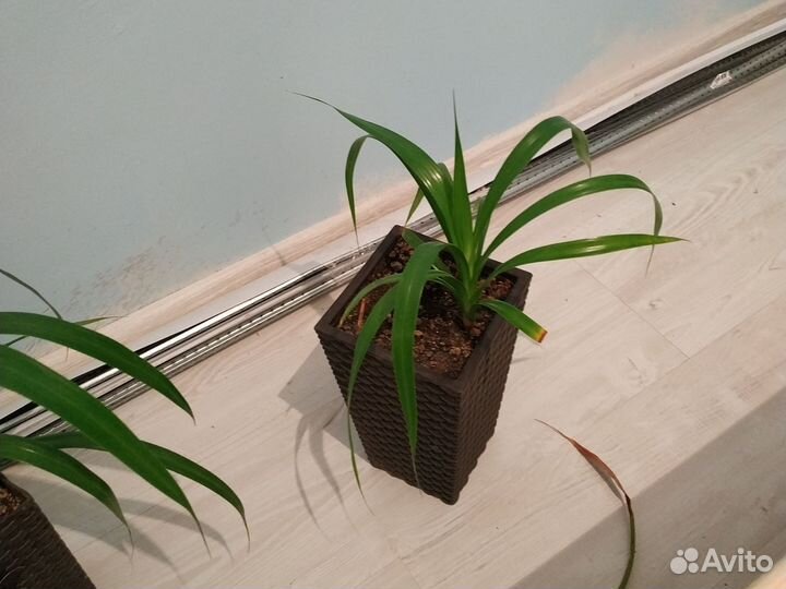 Пальма панданус