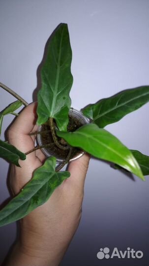 Алоказии детки