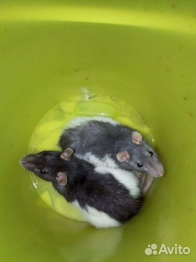 Крыса дамбо