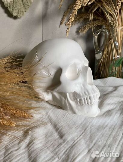 Гипсовый череп