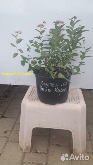 Саженцы Спиреи