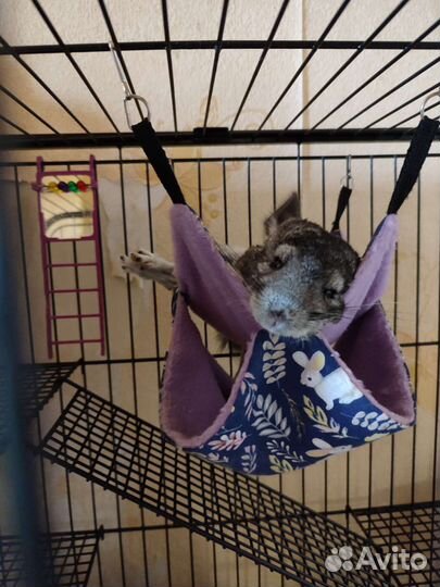 Шиншиллята