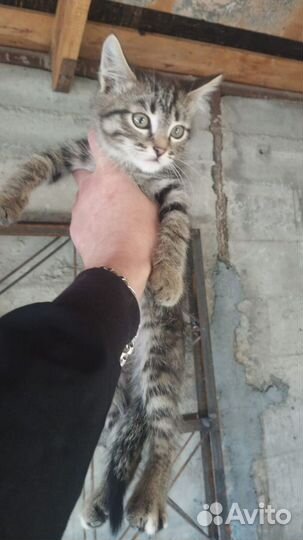 Отдам котят в добрые руки