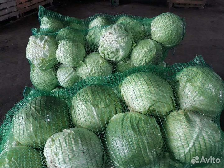Капуста оптом и в розницу