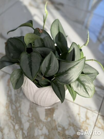 Сциндапсус мунлайт