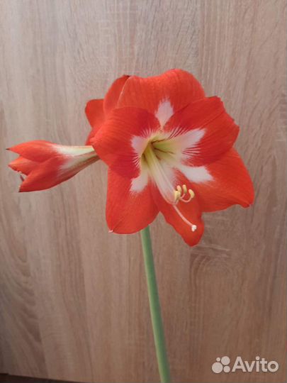 Гиппеаструм