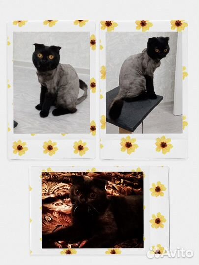 Грумер-стрижка шерсти/когтей кошкам без наркоза