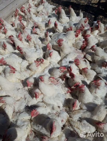 Куры бройлеры на мясо