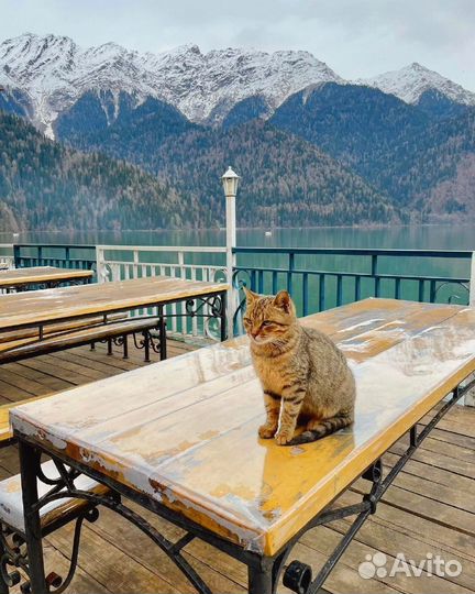 Горящие туры в Абхазию Золотое Кольцо