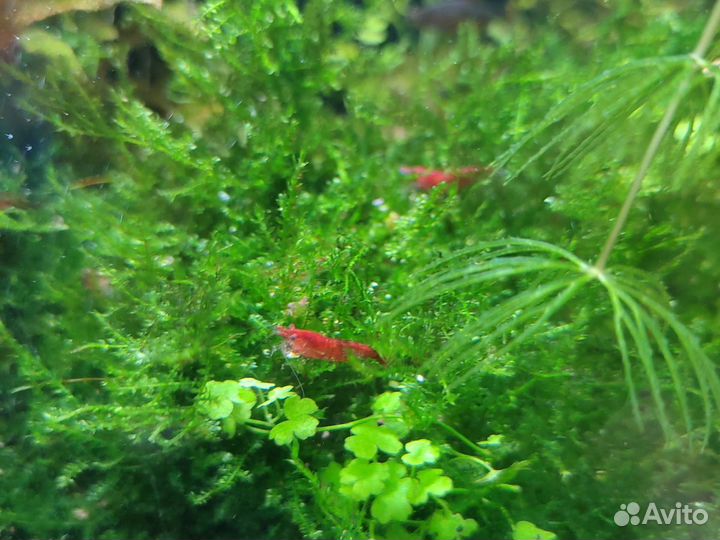 Креветки вишня