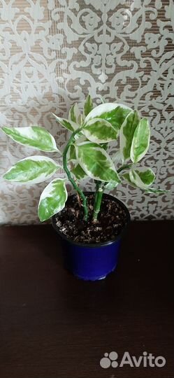 Комнатные растения