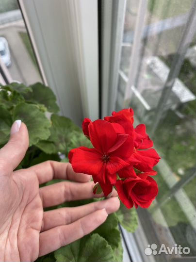 Пеларгония герань рассада