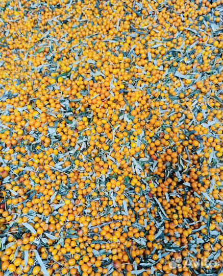 Облепиха замороженная оптом