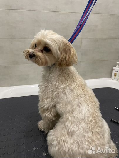 Грумер. Стрижка, вычес собак и кошек