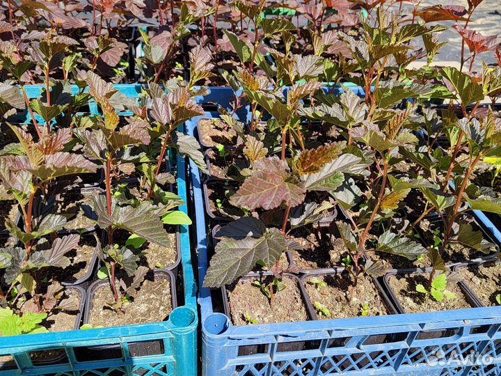 Пузыреплодник Ред Барон, Лютеус, Дьябло