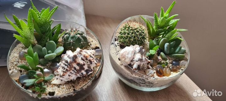 Флорариум на заказ суккуленты